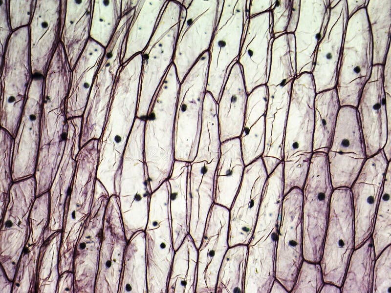 Micrografia de pilhas epidérmicas da cebola fotografia de stock royalty free Micrografia de pilhas epidérmicas da cebola fotografia de stock royalty free