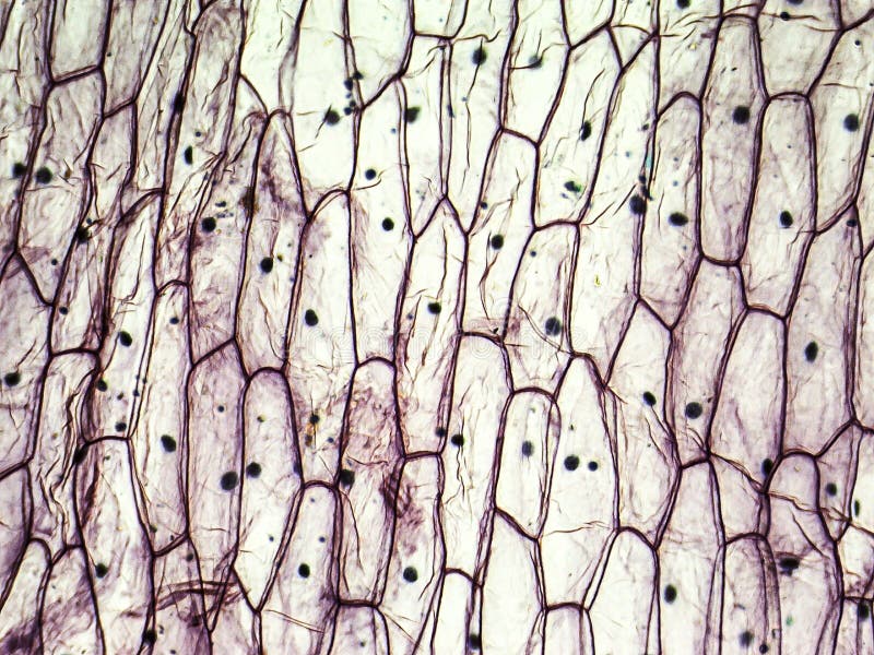 onion epidermal cells under microscope