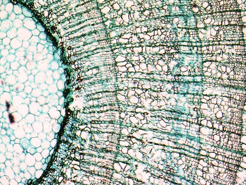 A Maize Thiamine Auxotroph Is Defective In Shoot Meristem Maintenance