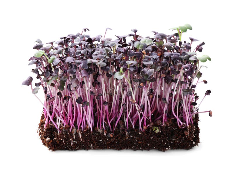 Свежие натуральные microgreen семена на белом фоне стоковые изображения