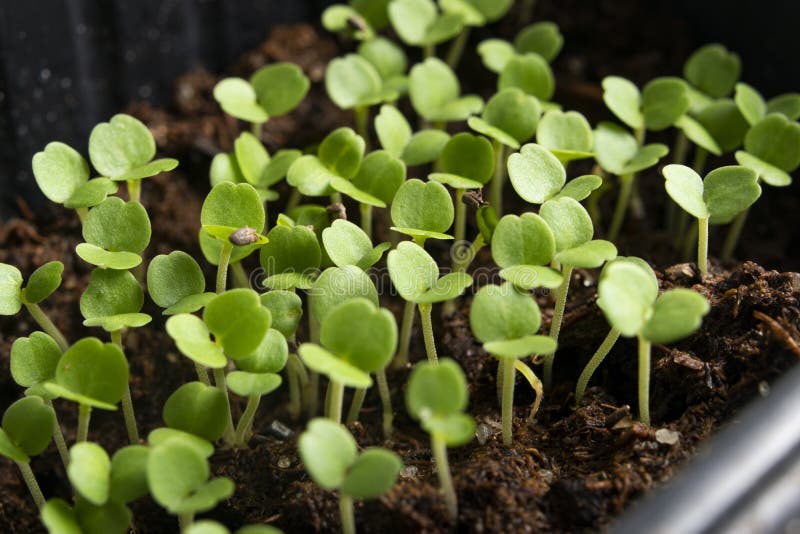 Microgreen Closeup. Spinach Sprouts Grow at Home Stock Image Image