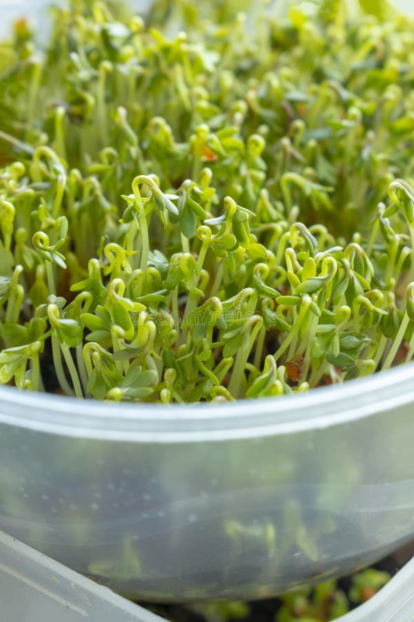Microgreen Closeup. Sprouts of Watercress Grow at Home Stock Photo