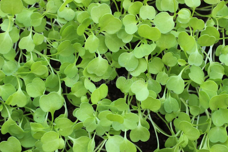 Microgreen del fondo verde della rucola fotografia stock libera da diritti Microgreen del fondo verde della rucola fotografia stock libera da diritti