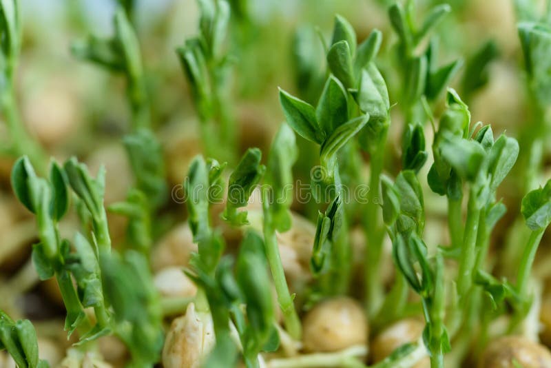 microgreen Foliage Background. Close-up of pea microgreens. Seed Germination at home. Vegan and healthy eating concept. Sprouted basil germinated from high quality organic plant seed. 8 day pea. microgreen Foliage Background. Close-up of pea microgreens. Seed Germination at home. Vegan and healthy eating concept. Sprouted basil germinated from high quality organic plant seed. 8 day pea