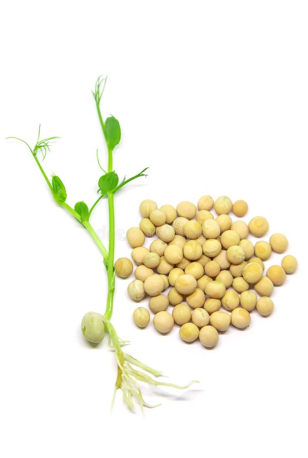 Microgreen pea sprouts isolate on a white background. Selective focus. nature