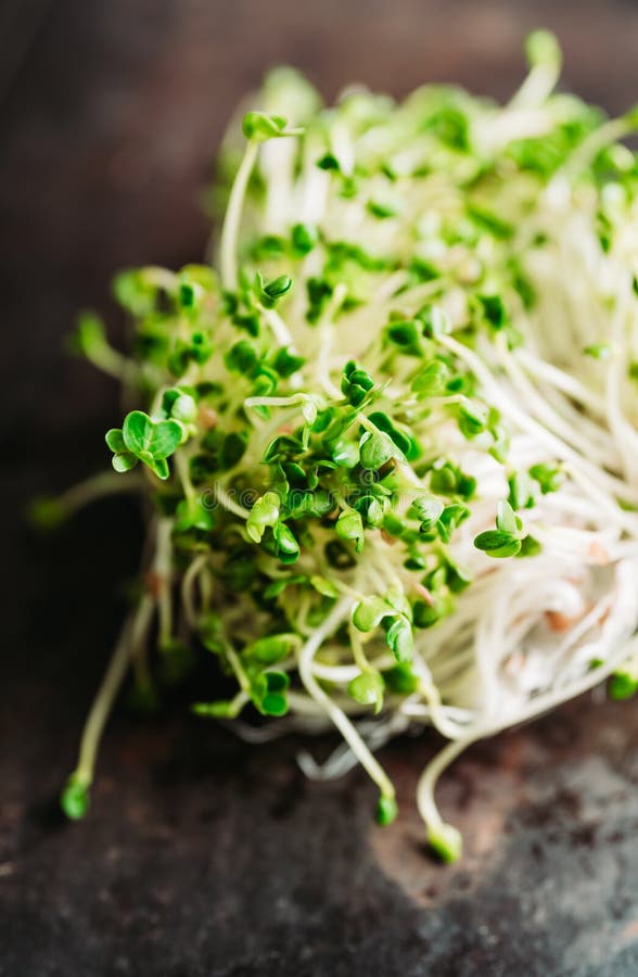 Microgreen. Radish Sprouts on the Rustic Background Stock Image Image
