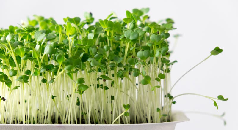 Microgreeni viventi broccoli che crescono in punnet compostabile con bassa profondità di campo