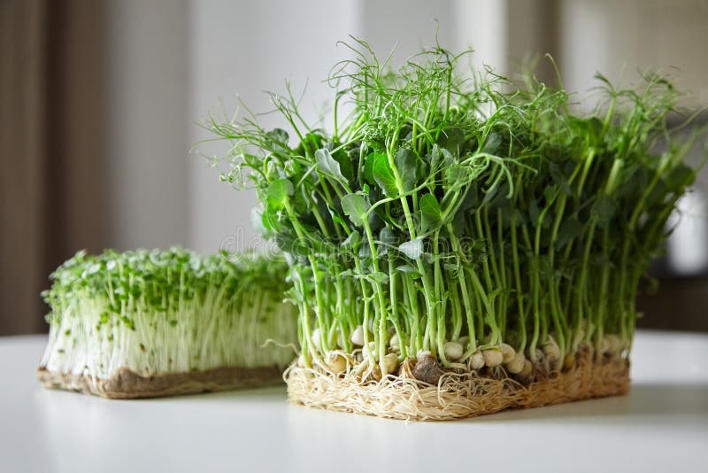 Microgreens arúgula y micro brotes de guisante verde en mesa blanca