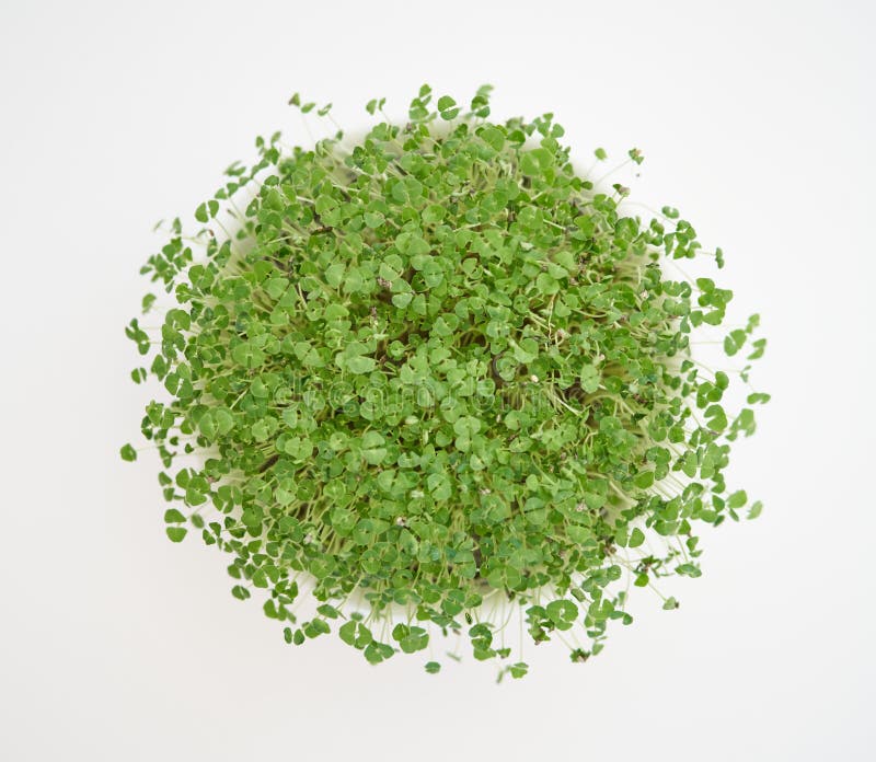 Microgreens from Chia Seeds Stock Image Image of brown, natural