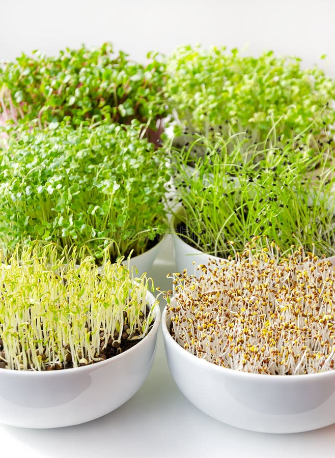 Microgreens in weißen Schalen, vertikal, Nahaufnahme stockfoto
