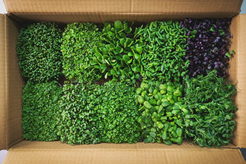 Microgreens frais d'aliments biologiques dans la boîte en carton