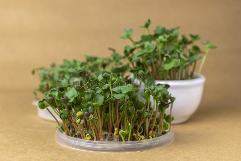 Microgreens are grown at home in plastic lids and ceramic cup. stock photo