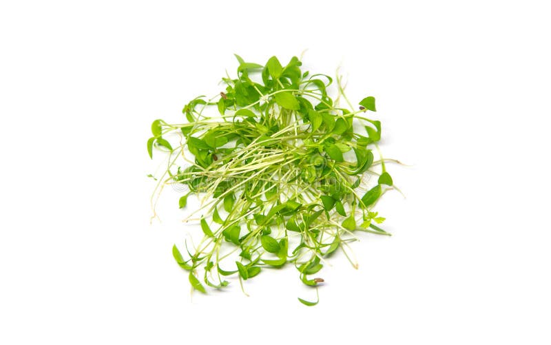 Microgreens Parsley Isolate on a White Background. Selective Focus