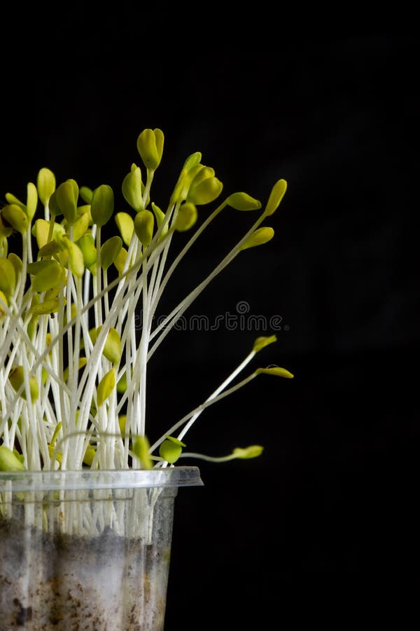 Microgreens. Sprouted Flax Seeds on Black. Stock Photo Image of