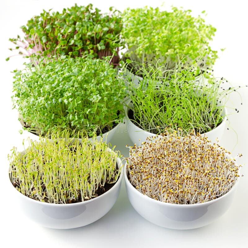 Microgreens sprouting in white bowls, vertical