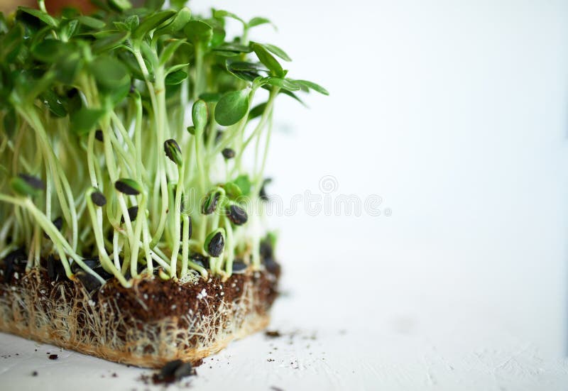 Microgroene zonnebloem op witte achtergrond, Vegan micro sunflower greens