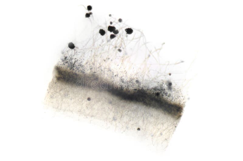 Microscoopfotografie van Aspergillus vorm stock afbeeldingen Microscoopfotografie van Aspergillus vorm stock afbeeldingen
