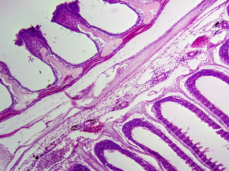 Histology Microscope Image of Freshwater Fish Gill Tissue Layers (100x) royalty free stock image