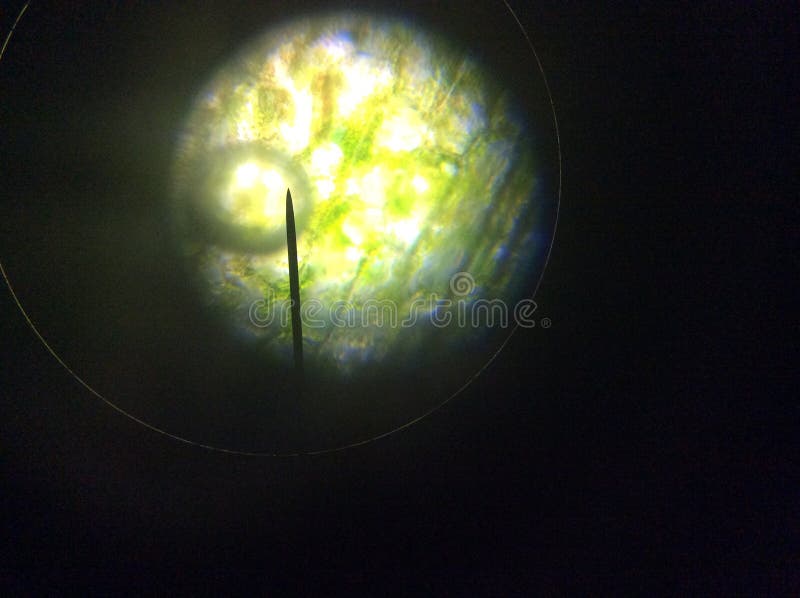 Through a Microscope stock photo. Image of science, leaf 57855658