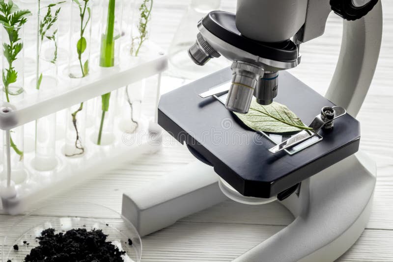 Microscope with plants in biological laboratory. Biological chemistry concept royalty free stock image