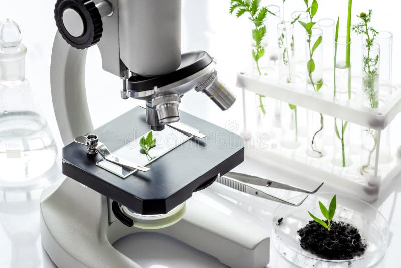 Microscope and plants on a table in scientific laboratory. Agriculture concept royalty free stock images