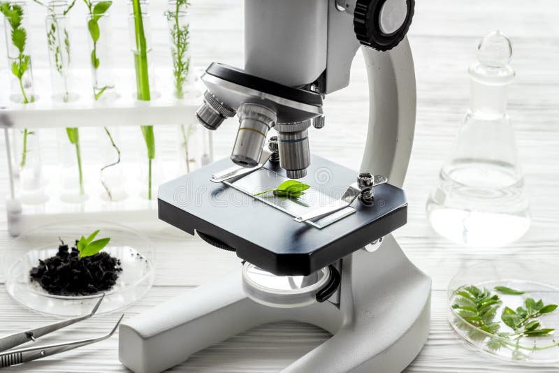 Microscope and plants on a table in scientific laboratory. Agriculture concept stock photography