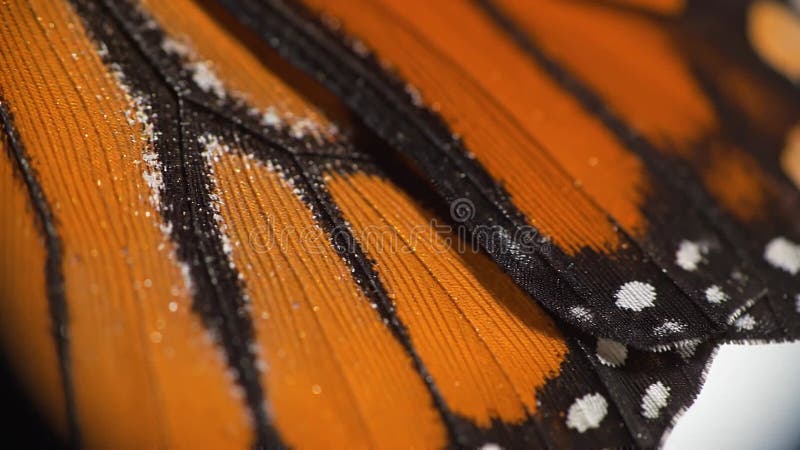 Microscopic View of Butterfly Wing Scales royalty free illustration