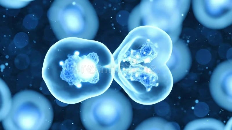 Microscopic View Of Cell Division Process Mitosis With Blue Glowing Nucleus In Scientific Research Laboratory stock illustration