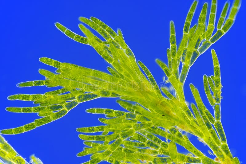 Microscopic View Of Green Algae Cladophora Stock Photo Image of light, cladophora 119215202