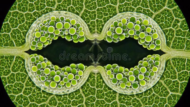 Microscopic View of Leaf Stomata vector illustration