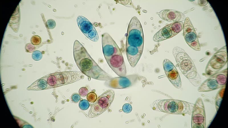 Microscopic View of Microorganisms stock illustration