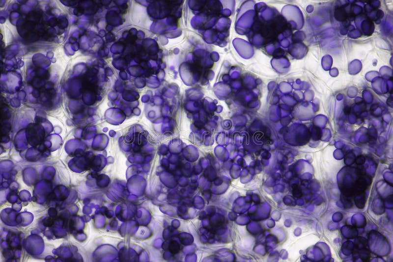 Microscopic view of a potato starch in potato tuber cells royalty free stock photos