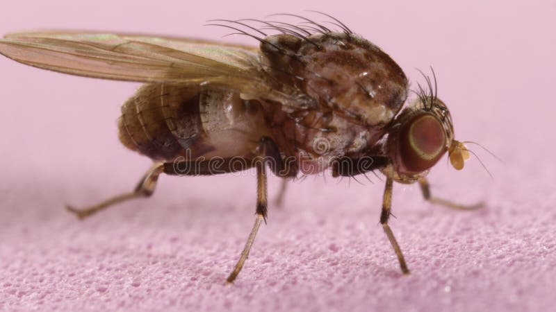 Microscopio macro de insectos pequeñas moscas de la fruta drosophila. plaga a la agricultura