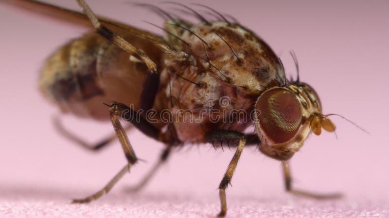 Microscopio macro de insectos pequeñas moscas de la fruta drosophila. plaga a la agricultura