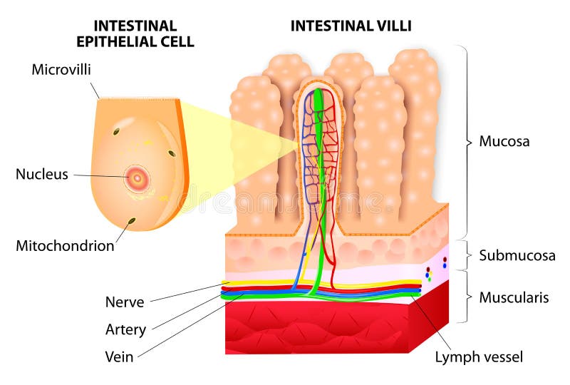 Estructura de vellosidades a desplegado arterias, venas, nervio a linfa buque.