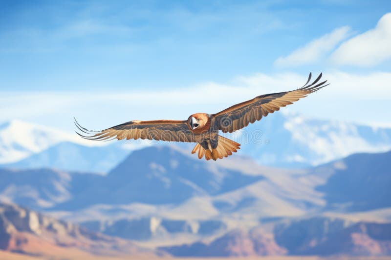 Vulturul auriu cu munți în fundal royalty free stock photography