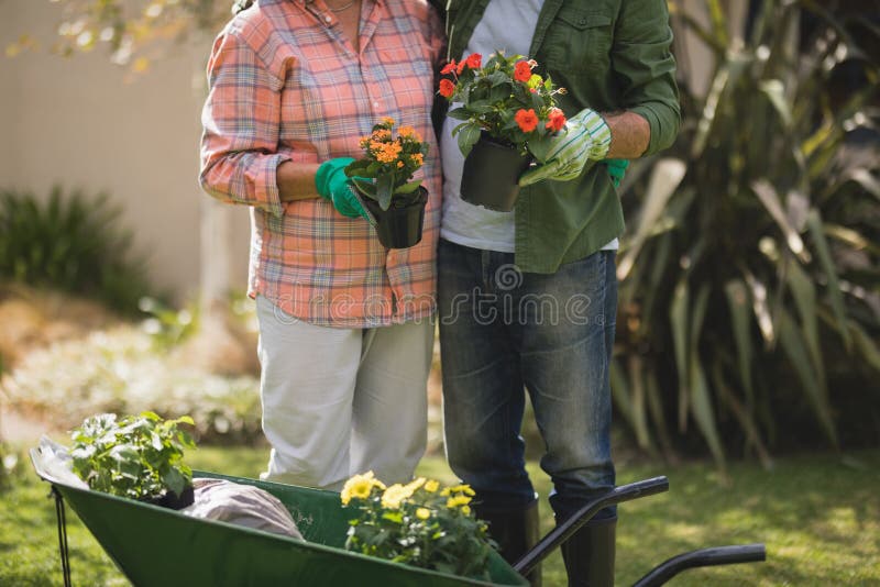 Mid section of senior couple holding potted plants by wheel borrow in yard royalty free stock photo Mid section of senior couple holding potted plants by wheel borrow in yard royalty free stock photo