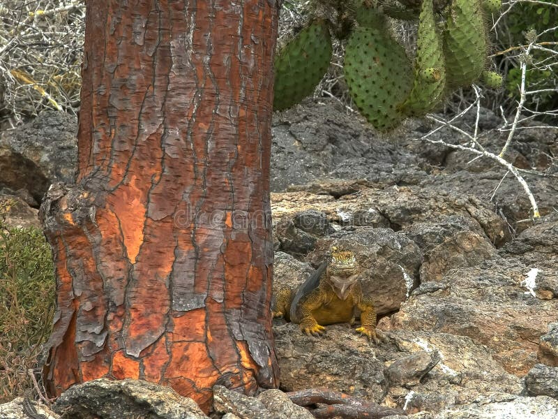 Middag van landleguaan en een cactusboom wordt geschoten in de Galapagos die stock afbeelding Middag van landleguaan en een cactusboom wordt geschoten in de Galapagos die stock afbeelding