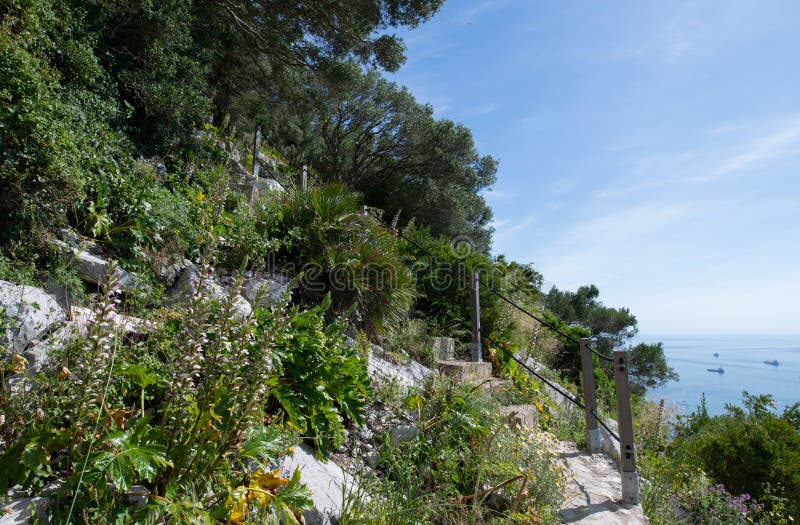 Mediterraanse trappenpad in Gibraltar royalty-vrije stock fotografie