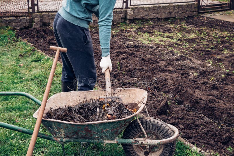 Middle-aged man in scruffy work clothes puts manure in the dirt and improves its composition and prepares it for the next harvest