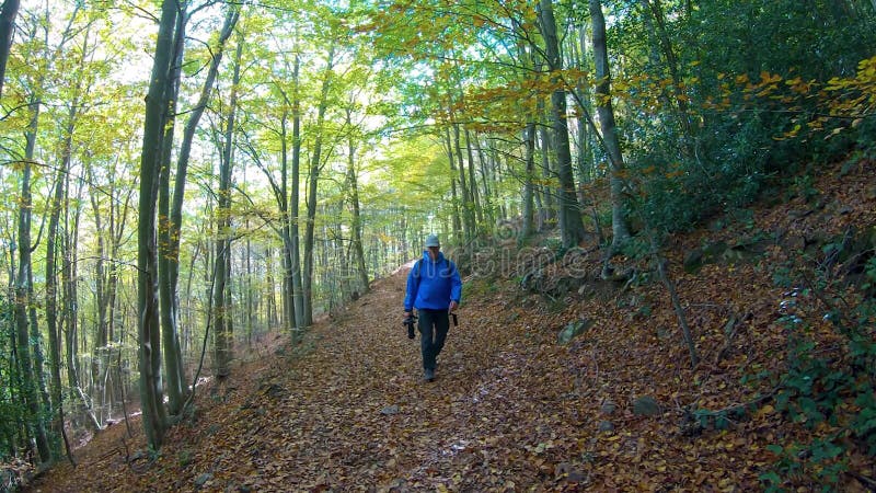 Middle aged photographer walking in the autumn beech forest