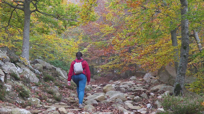 Middle aged woman walking in the autumn beech forest