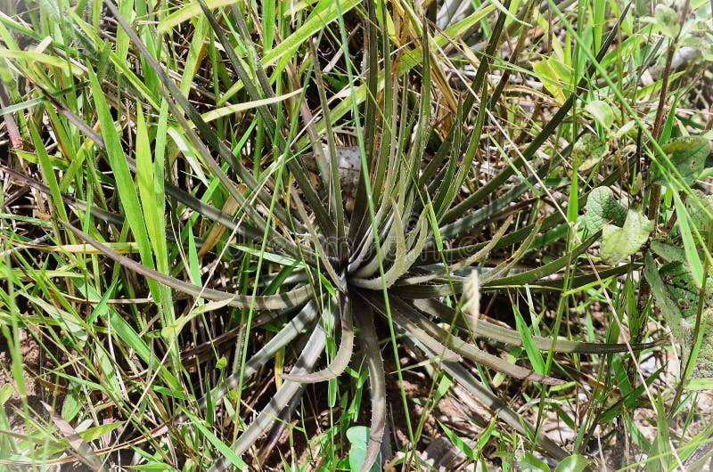 In the Middle of the Bush a Hechtia Glomerata Growing Stock Photo