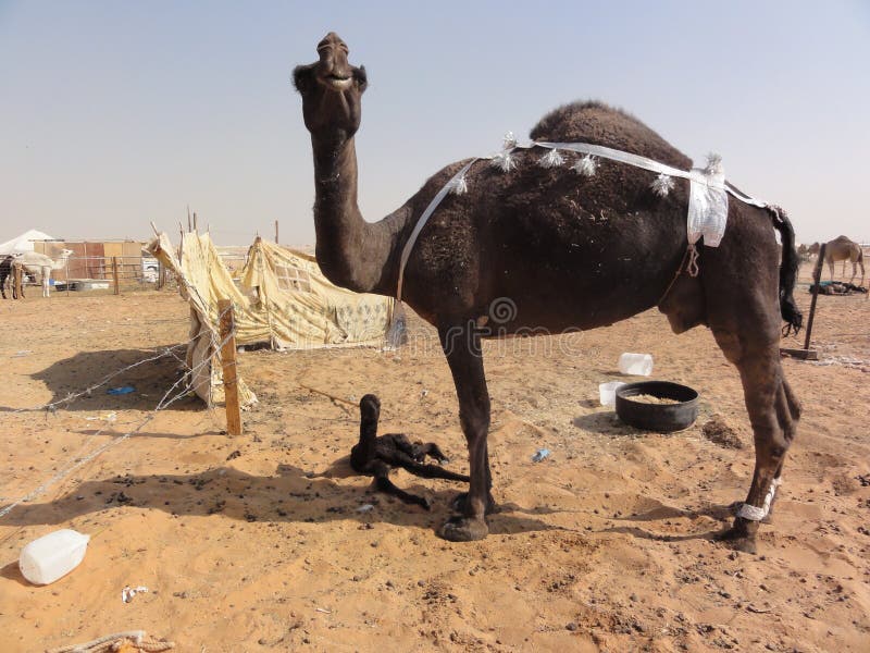 The middle eastern camels in the desert stock photography The middle eastern camels in the desert stock photography