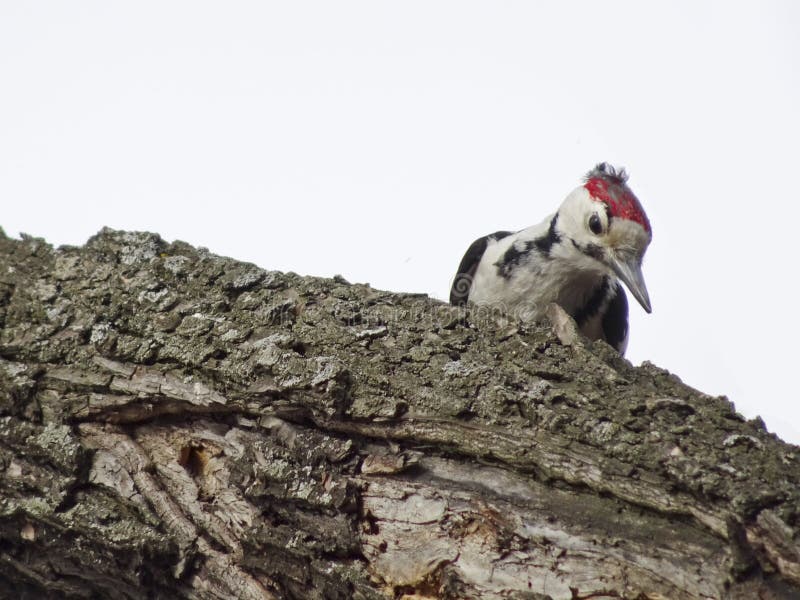 The middle spotted woodpecker Dendrocoptes medius sits on a branch in the woods royalty free stock image The middle spotted woodpecker Dendrocoptes medius sits on a branch in the woods royalty free stock image