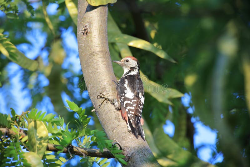 Middle spotted woodpecker stock images Middle spotted woodpecker stock images
