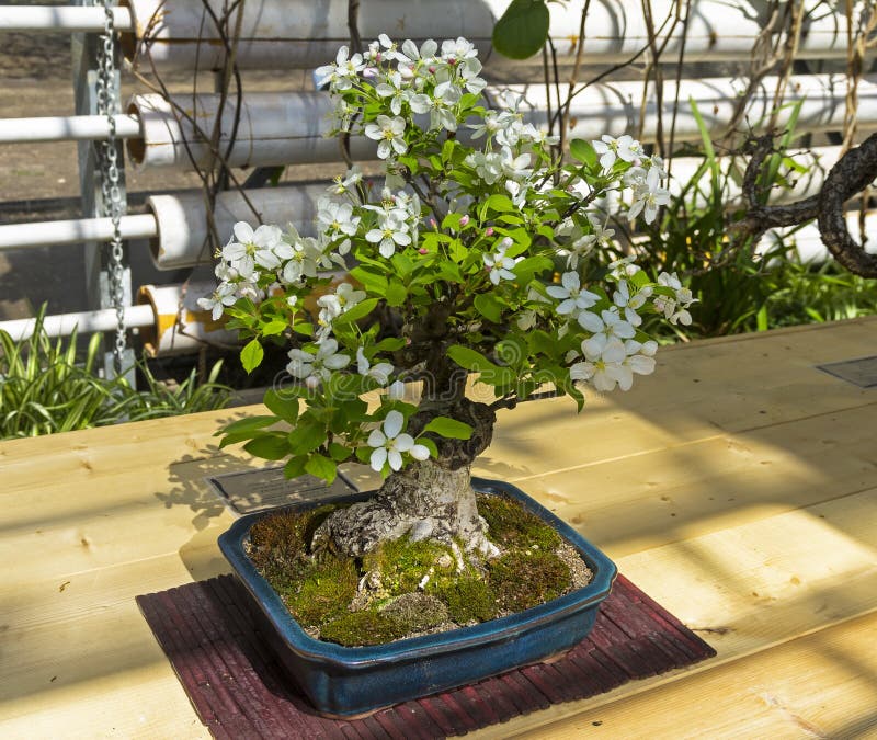 Midget crabapple - Bonsai in the style of. `Straight and free`. Exhibition of Bonsai in Aptekarsky Ogorod a branch of the Botanical Garden of Moscow State stock photography