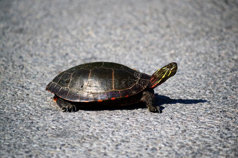 Midland Painted Turtle on asphalt background