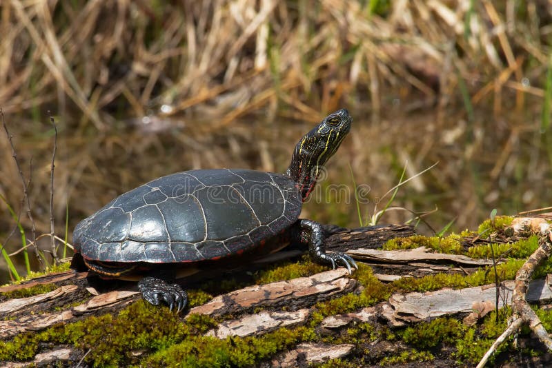 Midland Painted Turtle - Chrysemys picta marginata