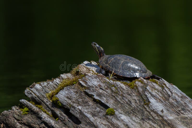 Midland Painted Turtle basking on a log